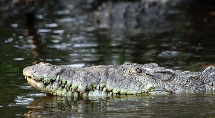  alligator, animal, caiman, cocodrile, cocodrilo, crocodylidae, eye, fauna, look, mirada, ojo, reptil, reptile, reptilian, zoo, zoologic, zoologico, predador,