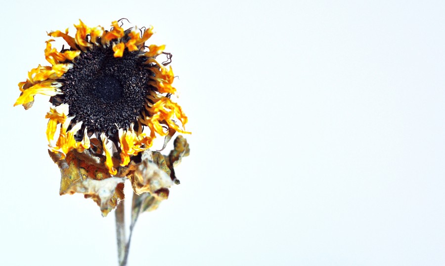 Withered, sunflower, dry, death, flower, white background, nobody, death, concept,