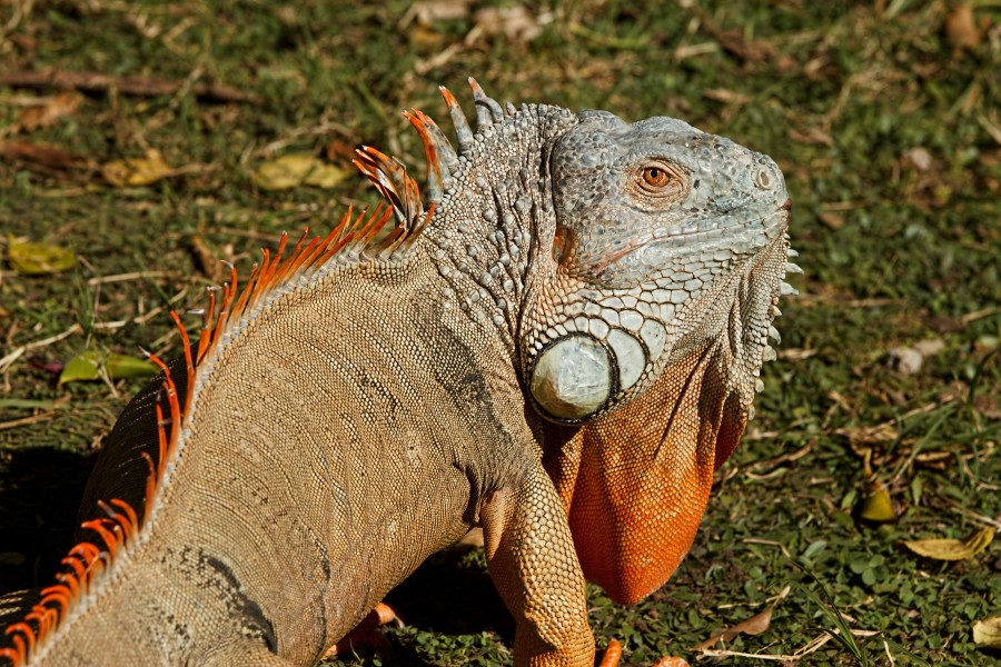 iguana, animal, one, reptile, summer, summer,