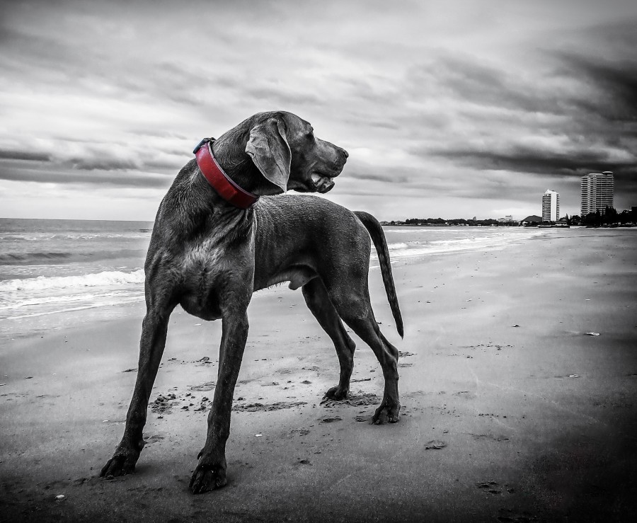 Beach, sand, clouds, black and white, Pet, Dog, Animal, Cute, Portrait, Cut Out, Cheerful, Looking At Camera, Studio Shot, Mouth Open, Color, Carefree, Animal Mouth, One Animal, Photography, Animal Body Part, Fur, mane, adorable, tender, sweet, playful, kind, friend, faithful friend, faithfulness, Tenderness, pet, pet, family, Pets, animals, breeds, thoroughbred, mongrel, cheerful, sympathetic, nice, cuddly, loving, Hound, puppies, Images, free images, photography, free
