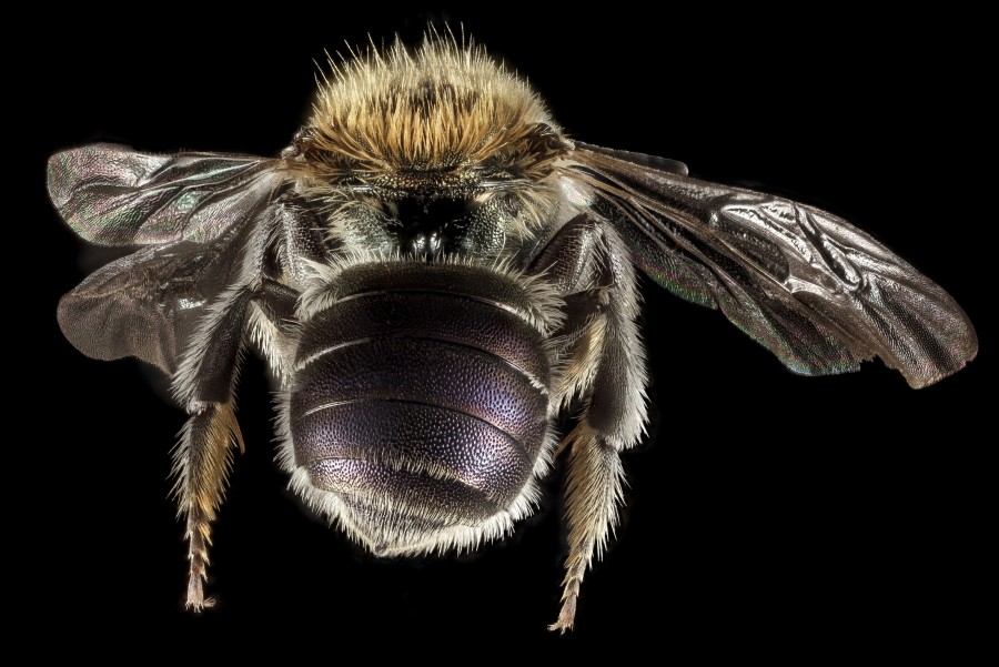 bee, black background, bug, flying, wasp, close-up, wings,