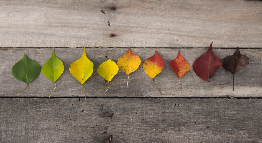 autumn, fall, colorful, leaves, nature, background, wood, line, colours, color, creative, concept, seasons, leaf, 