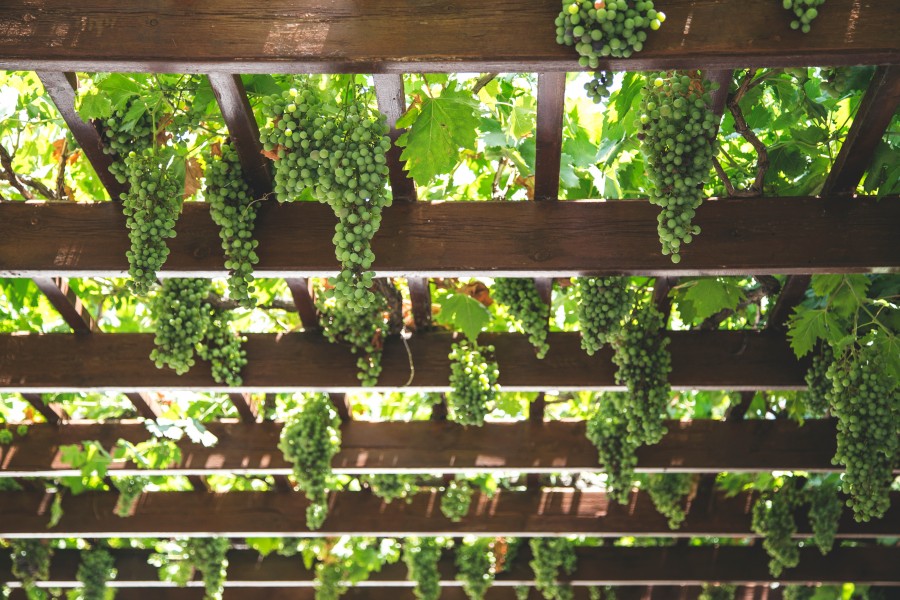 vineyard, vineyard, vine, grapes, fruit, vine, fruit, spring, green, farming, gardening, bunch of grapes, cluster,