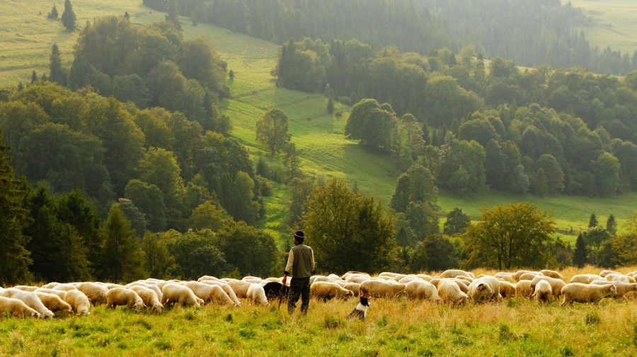 one person, people, man, elder, elderly, field, rural scene, sheep, sheep, shepherd, herding, working, sheep, landscape,
