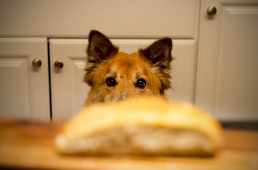 kitchen, interior, animal, dog, pet, concept, desire, shepherd, watching, eating, food,