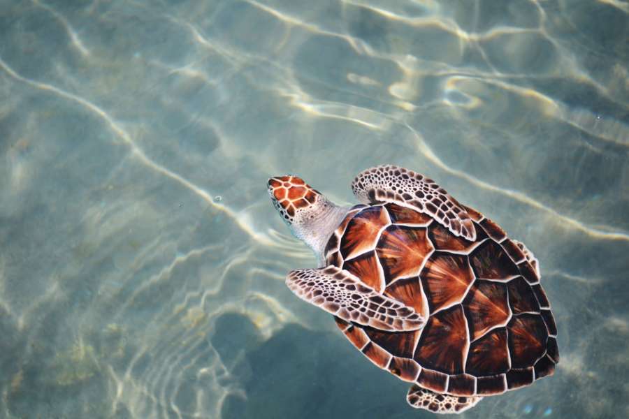 Turtle, Shell, Swim, Ocean, Loggerhead, Sea Turtle, Outdoor, Sea, Float, Flipper, Pattern, Mammal

