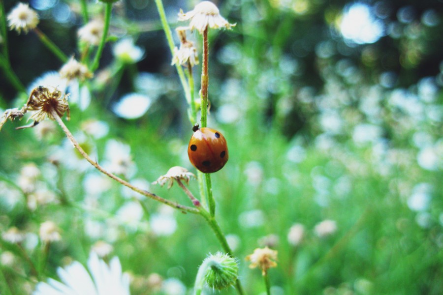 Coccinellidae, nature, garden, insect, Vaquita San Antonio, speckled, specks, one, spring,