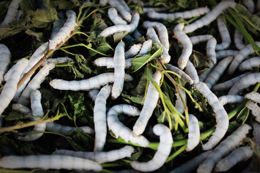 caterpillar, caterpillars, many, worm, nature,