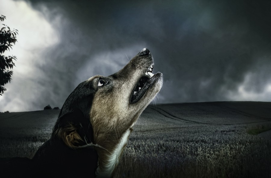Howl, howl, night, dusk, field, Pet, Dog, Animal, Cute, Portrait, Cut Out, Cheerful, Looking At Camera, Studio Shot, Mouth Open, Color, Carefree, Animal Mouth, One Animal, Photography, Animal Body Part, Fur, mane, adorable, tender, sweet, playful, kind, friend, faithful friend, faithfulness, Tenderness, pet, pet, family, Pets, animals, breeds, thoroughbred, mongrel, cheerful, sympathetic, nice, cuddly, loving, Hound, puppies, Images, free images, photography, free