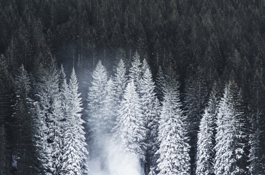 forest, pine, pine trees, winter, snow, winter