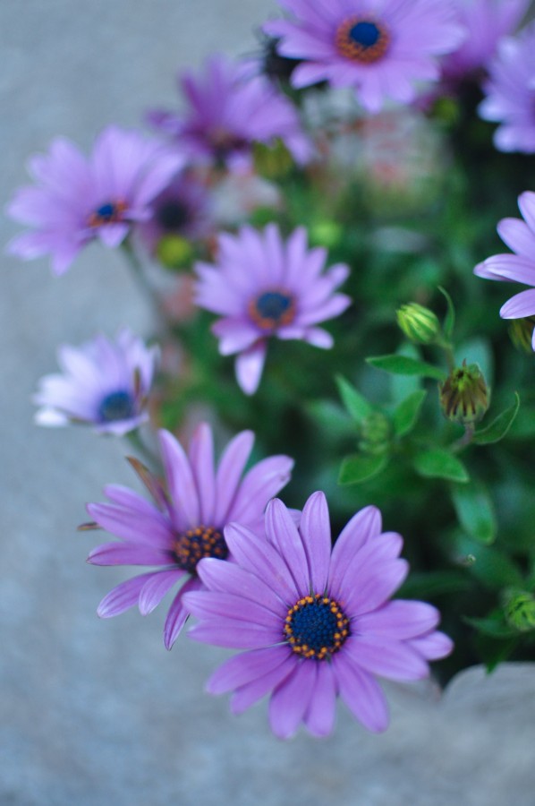 flowers, spring, garden, plant, earth, flower, bud, bud, bud, daisy, lilac, nature, green, leaves, pollen, purple Osteospermum