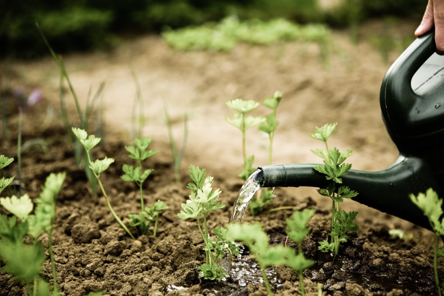 shower, garden, irrigation, watering, water, plant, crop, fresh,