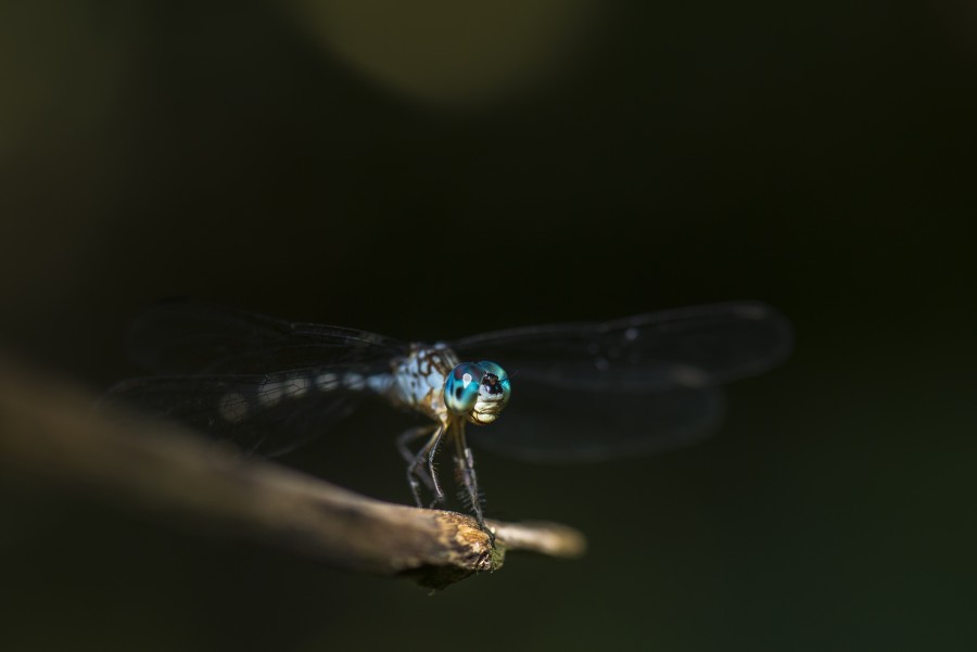 insect, dragonfly, close-up, nature,