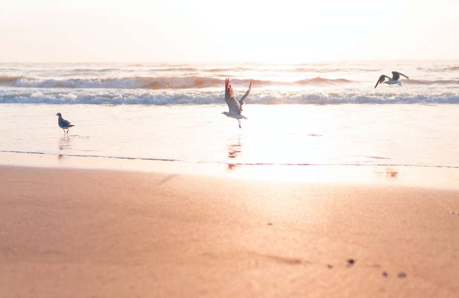 sunrise, sunset, beach, sun, nature, water, sky, ocean, seagull, sea, fly, landscape, summer, silhouette, vacation, bird, blue, travel, light, outdoor, horizon, flight, beautiful, freedom, birds, sunlight, coast, wildlife, sand, background, sunny, animal, yellow, dawn, gull, shore, evening, tropical, feather, isolated, clouds, white, skyline, clear, San Diego, California, Usa