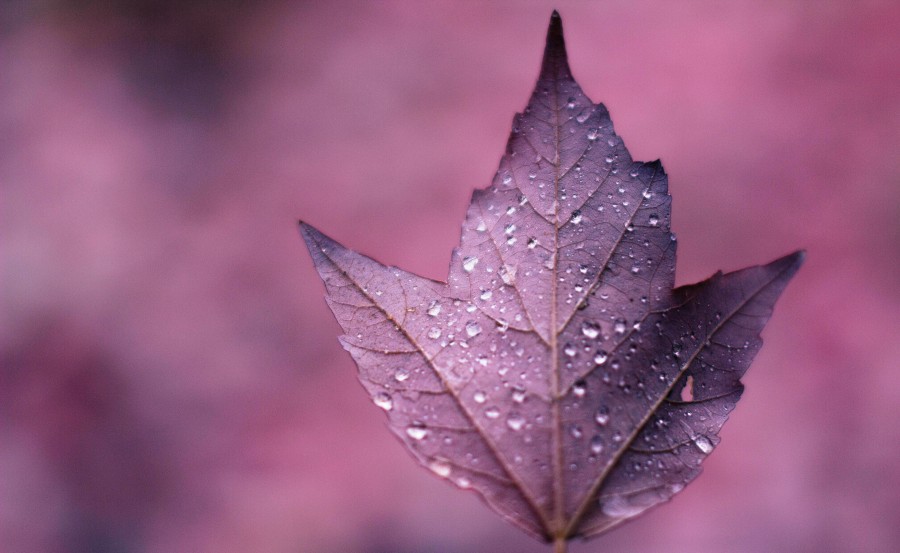 background, background, nature, lilac, pink, color, autumn, leaf, dry, nobody,