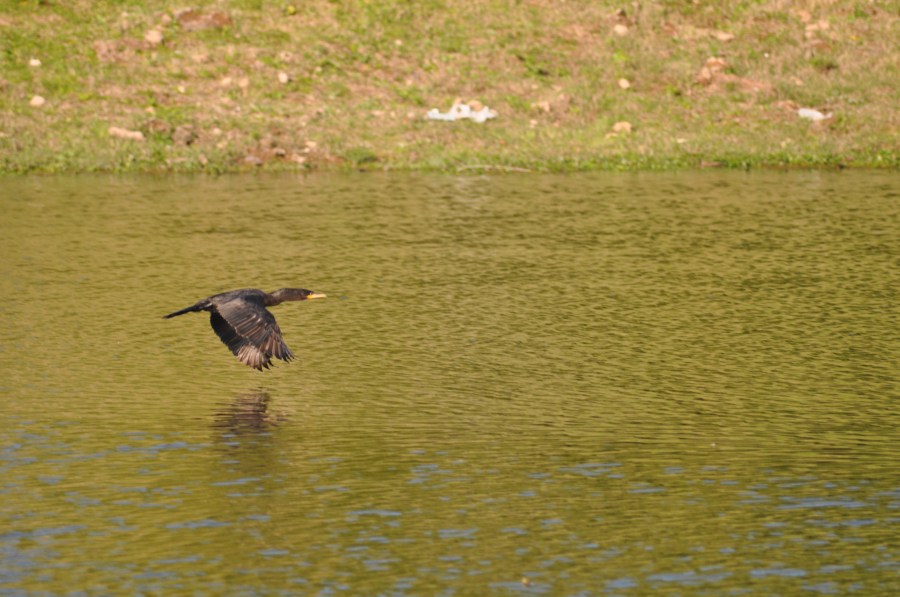 One Animal, Duck, Ducks, Flying, Lake, Green 