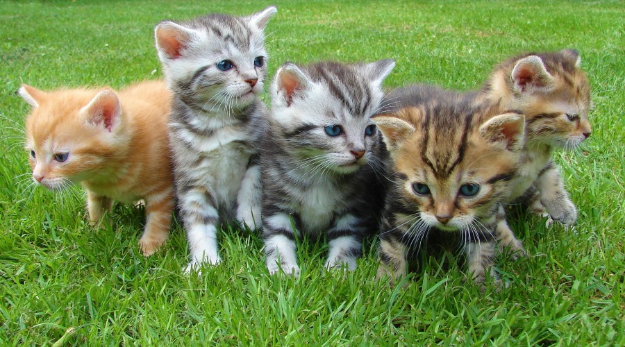 Kittens, little cats, babies, five kittens, pasture, Lawn, nature, blue eyes, golden, brindle, gray, Kitten, cat baby, young animals, aggressive, hunt, cat, Skins, lovely, animals, carnivores, cute, fluffy, Hair, baby, mammal, paw, pets, playful, portrait, Thoroughbred, curious, wanted, free photos, Free images, domestic cat, animal head, portrait, Domestic Cat, Cute, Kitten, Animal, Photography, Looking At Camera, Domestic Animals, Young Animal, Color, Day, Horizontal, Indoors, Pets, No People, Animal Eye, Animal Body Part, Animal Themes, An animal, adorable, cute, pet, furry, mane, Colors, hairs, stripes, feline, pussycat, micifuz, michino, madrileño, felido, gatuno
