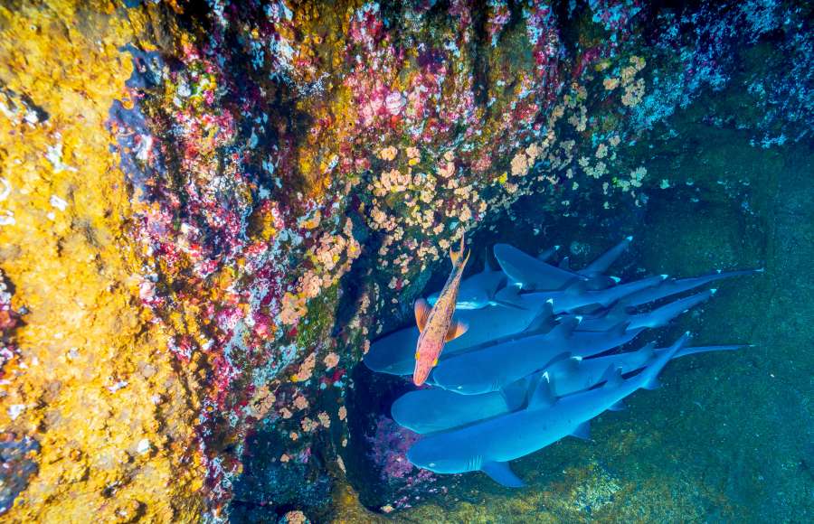 nature, caribbean, sea, sharks, shark, reef, coral, group, seabed, marine,
