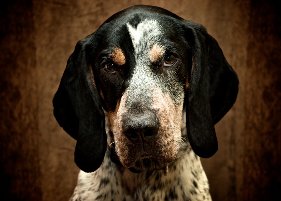 Dog, dogs, pet, serious, pets, angry, anger, english pointer, portrait,
