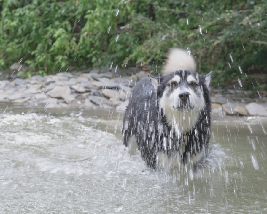 animal, dog, pet, river, water, summer, cool, Play now, 