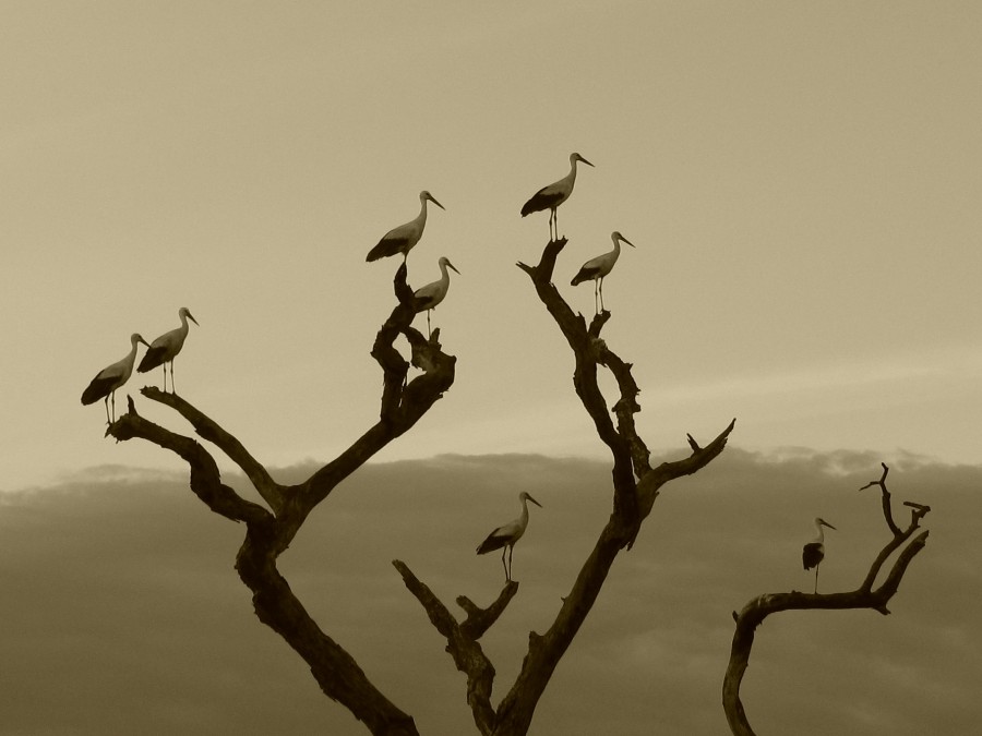 landscape, background, background, bird, birds, heron, tree, branch, branches, nature, black and white, nobody,