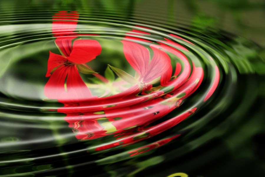 geranium, wave, water, rings, circle, circles, waves, wallpaper, background image, background, relaxation, surface wave motion, free photos, free pictures, wallpaper hd, red