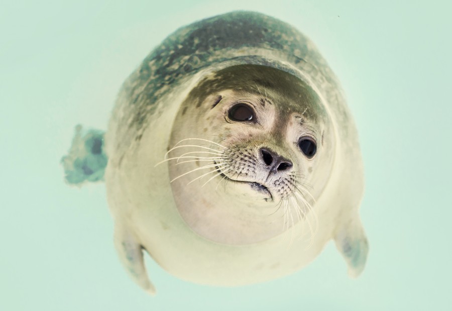 seal, animal, wild, closeup, gentle, nature, marine, wildlife,
