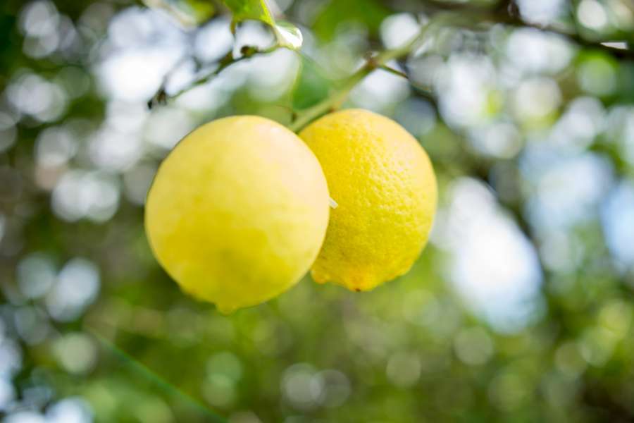 lemon, lemons, plant, summer, fruit, bloom, yellow, fruit, close-up, nobody, two,