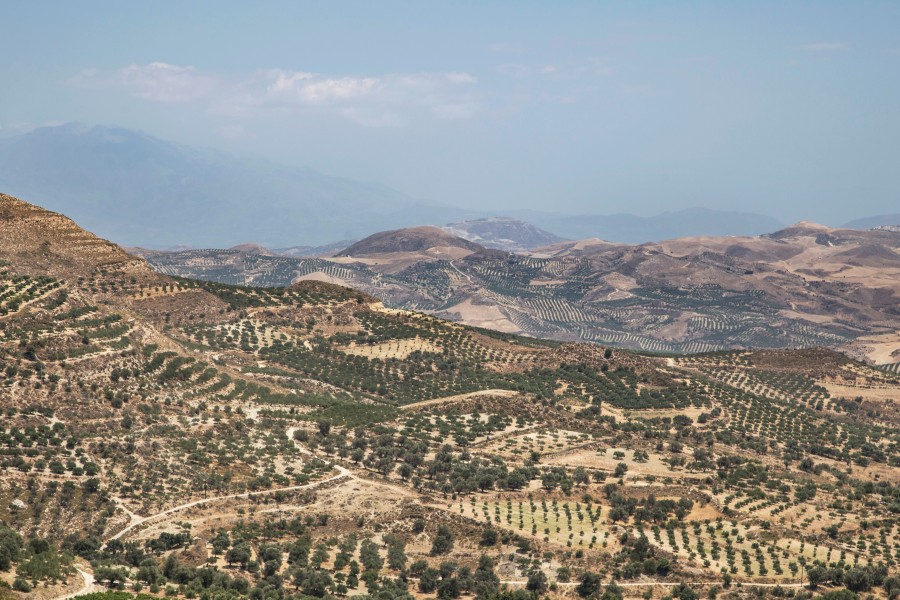 greece, europe, vineyard, landscape, day,