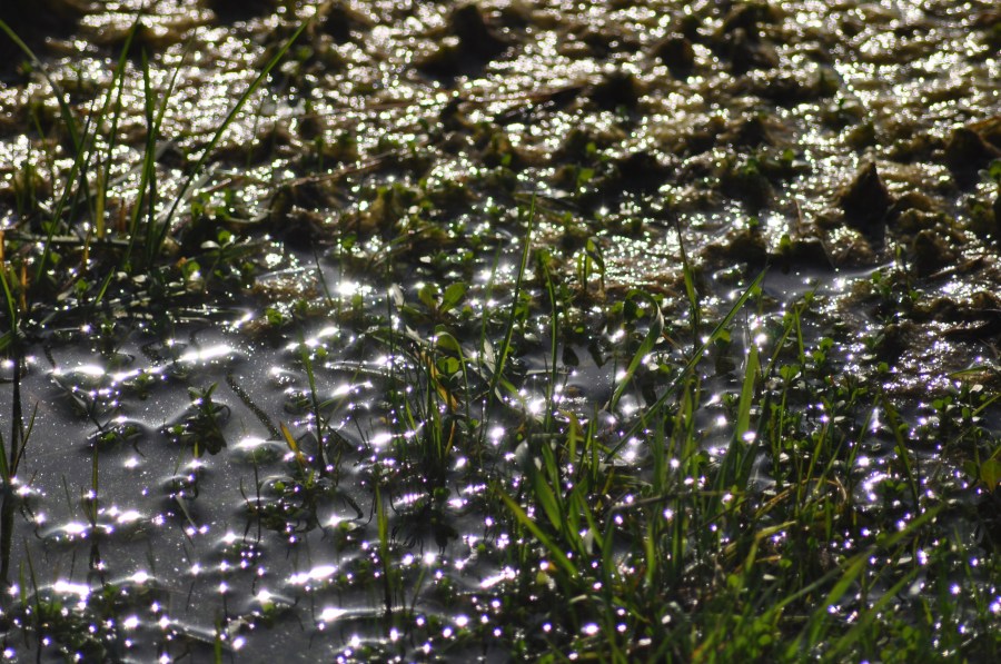 Texture, Textures, Water Reflection Lake 