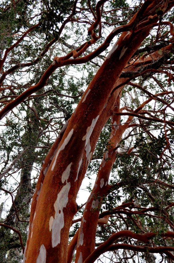 Tree, myrtle, Patagonia, Argentina, bark,