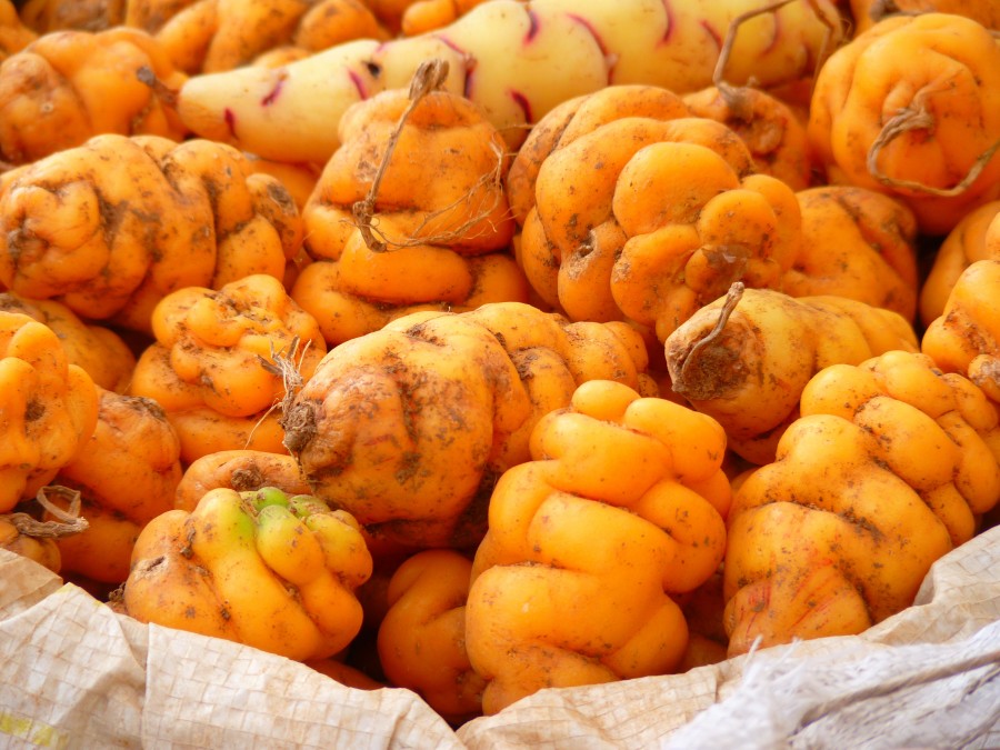  potatoes, baby potatoes, Andean, Andean, small, food, vegetable,