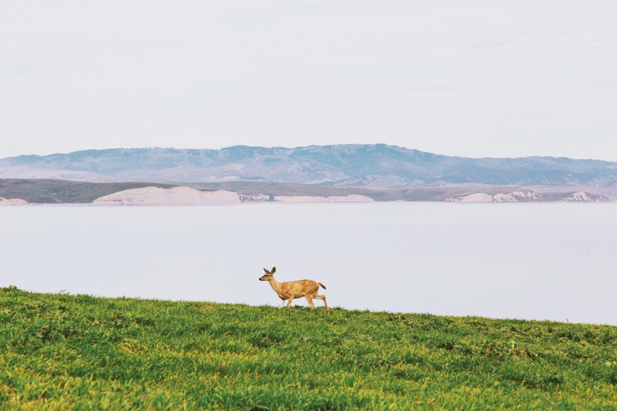 animal, animals, deer, bambi, one, nature, wild,