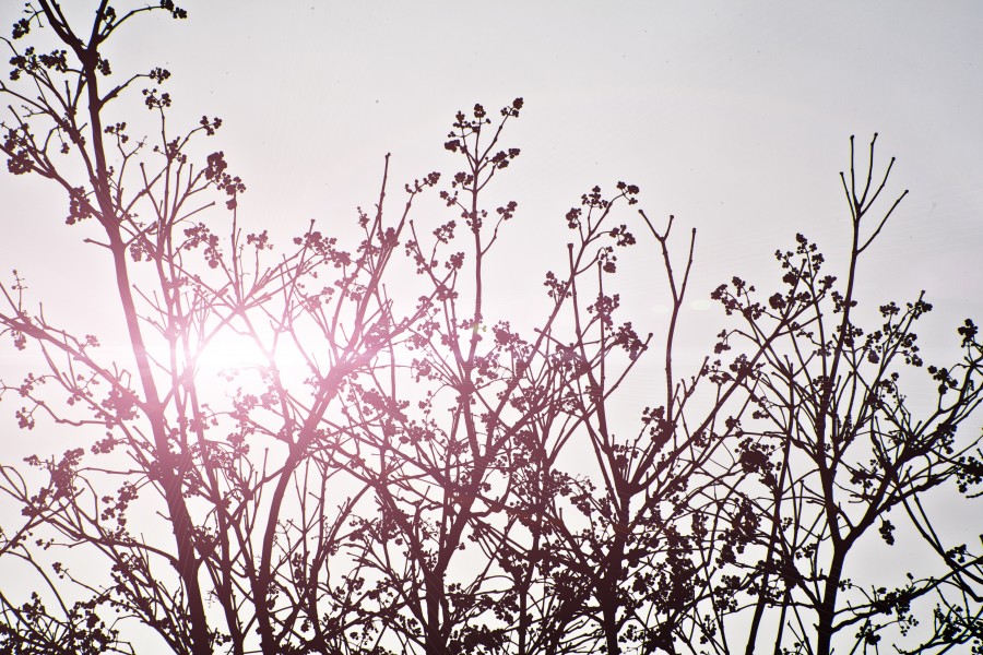 tree, background, autumn, winter, nature, sunset, pink, color, branches,
