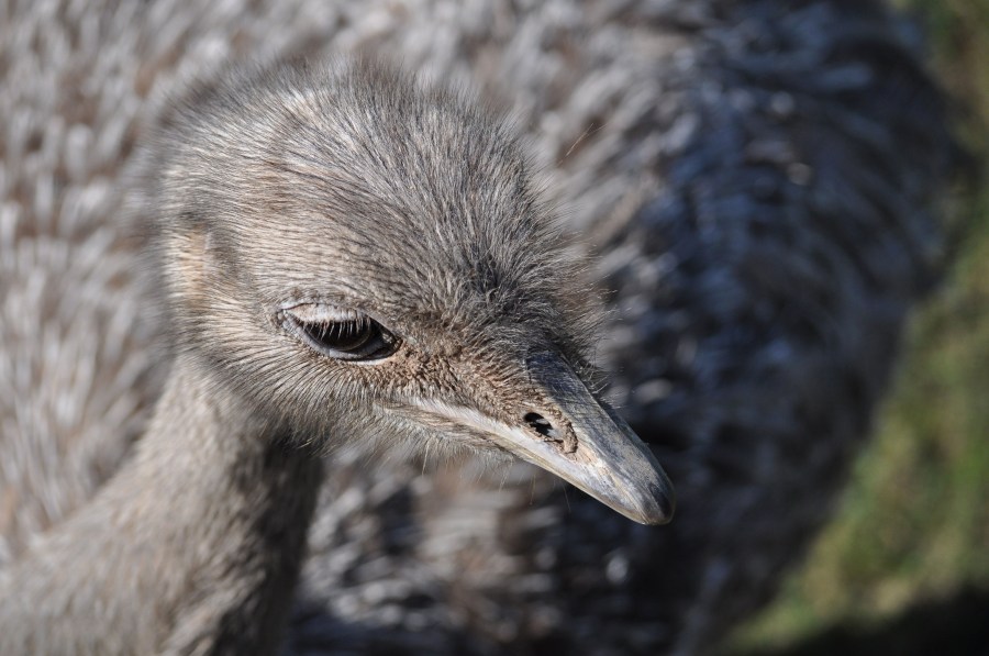 Ostrich, animal, bird, eye, feathers, plumage, beak, fast, speed, Africa, African, Height, Animal, Beautiful, Bird, Ostrich, Bird, Head, Conservation, Conserve, Neck,Struthio camelus