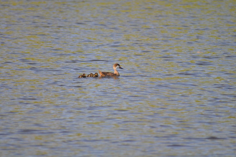 Duck, Ducklings, Swimming, Lake 