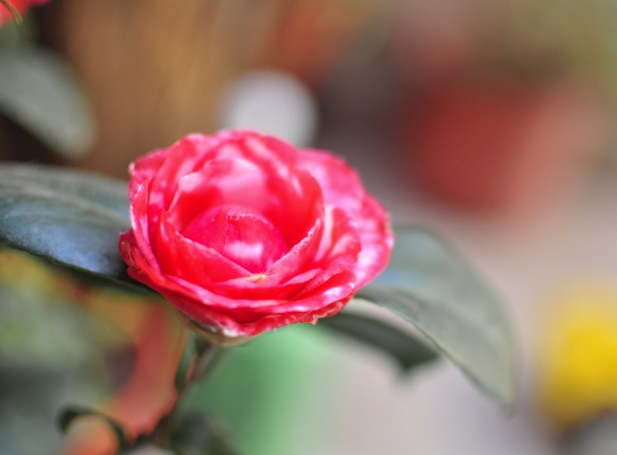flowers, spring, garden, plant, earth, flower, bud, bud, bud, daisy, Malvon, nature, green leaves, pot, red, camellia