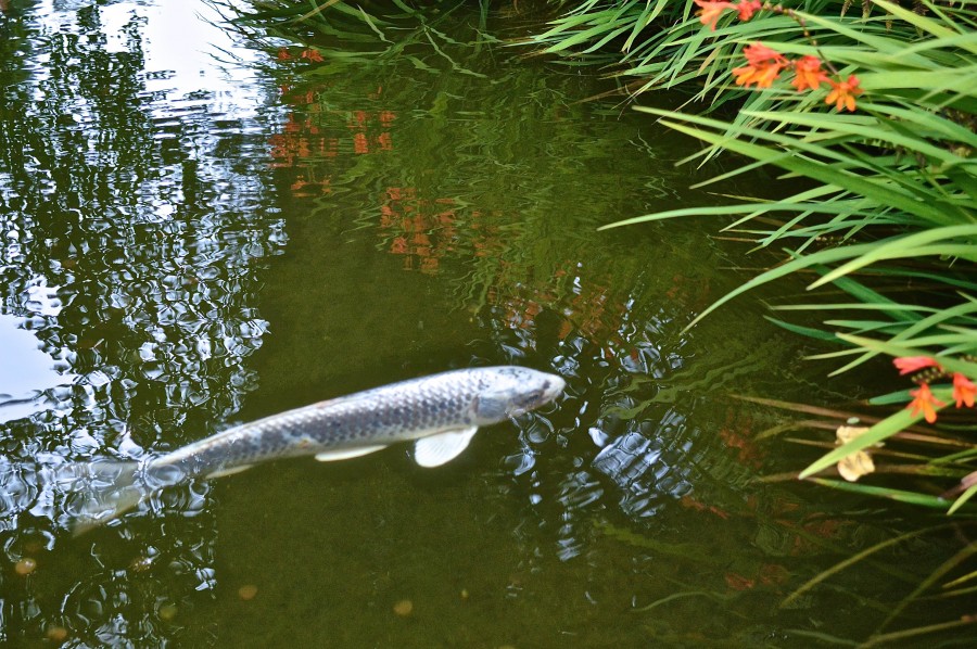 fish, carp, river, lake, ocean, animal, wildlife, wild, one,