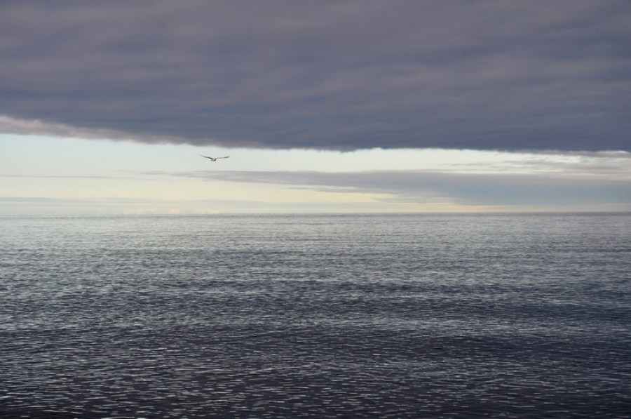 sunset, sunset, horizon, clouds, cloud, Puerto Madryn, day, beach, sea, sky, Argentina, Chubut, landscape, seagull, bird, bird, flying, fly, 