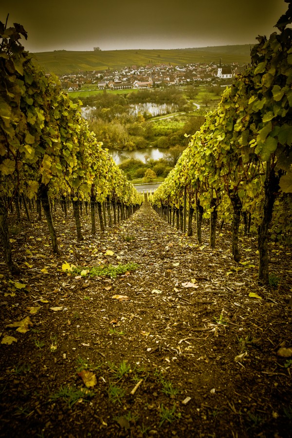 Anbau, Berg, Bocksbeutel, Flasche, Fhre, Gourmet, Heckenwirtschaften, Kulinarik, Main, Mainfranken, Nordheim, Rebe, Rebstock, Tal, Tourismus, Unterfranken, Vogelsburg, Wein, Weinbaugebiet, Weinfest, Weinfranken, Weinstube, Winzer, Wirtshauskultur, flussbett, franken, genuss, oberfranken, wandern, wirtshaus,  Europe, Germany, Landscape,
