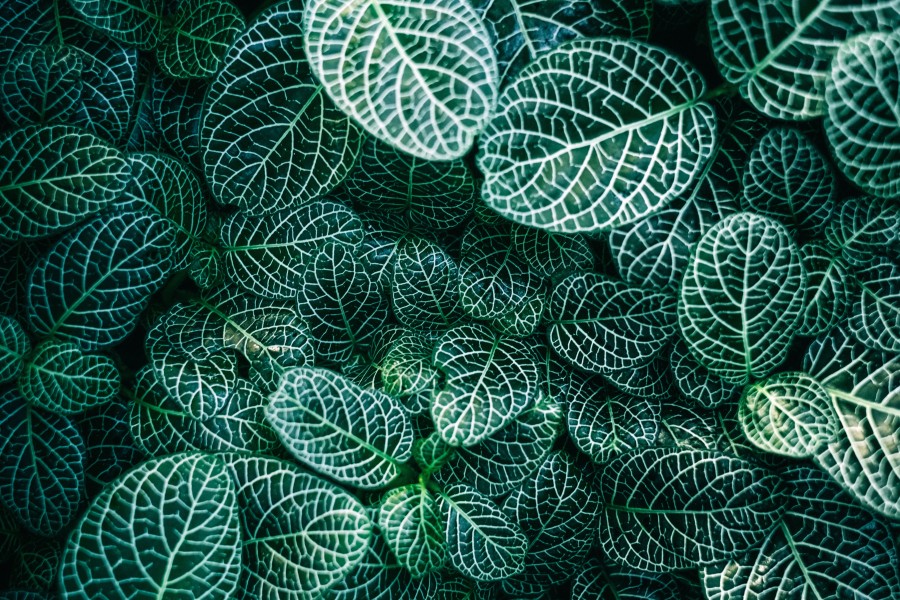 leaves, plant, background, background, foreground, nature, green,