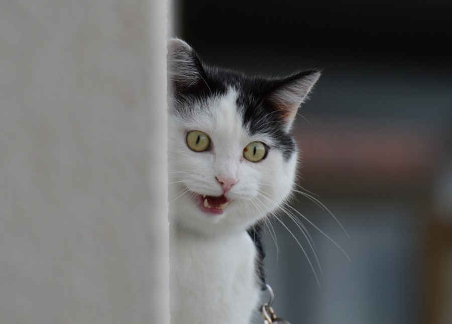 cat, animals, pets, funny, fun,