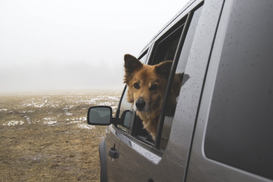dog, pet, animal, one, auto, car, truck, stop, walk, walk, tender, sympathetic,