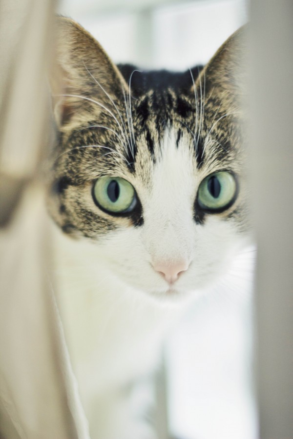 cat, animal, pet, front view, view, interior, 