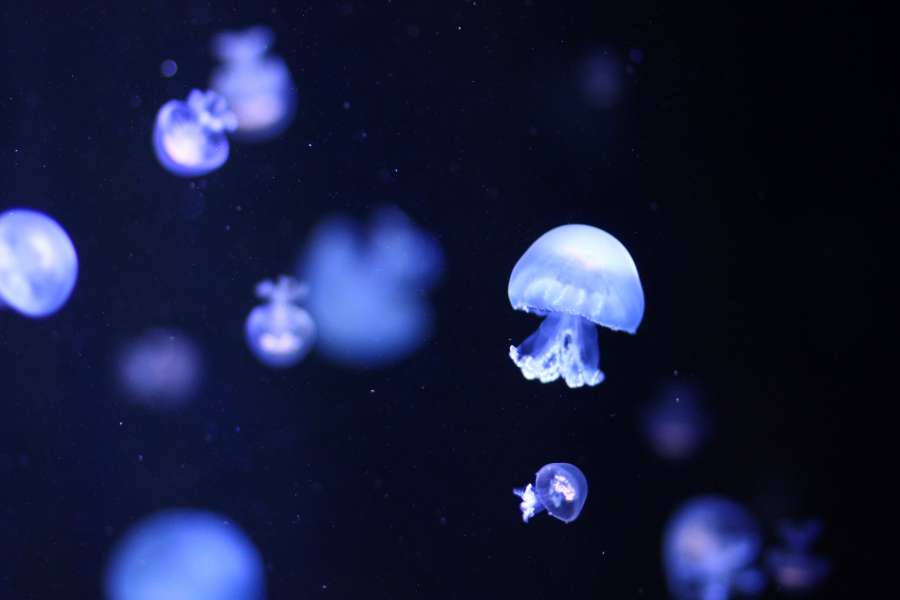 jellyfish, marine life, marine fauna, animal, float, background, background, illuminated,
