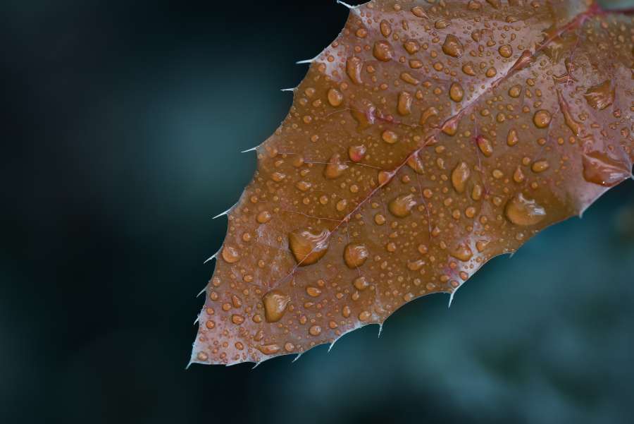 macro, leaf, wallpaper, nature, rain, plant, drop, raindrop