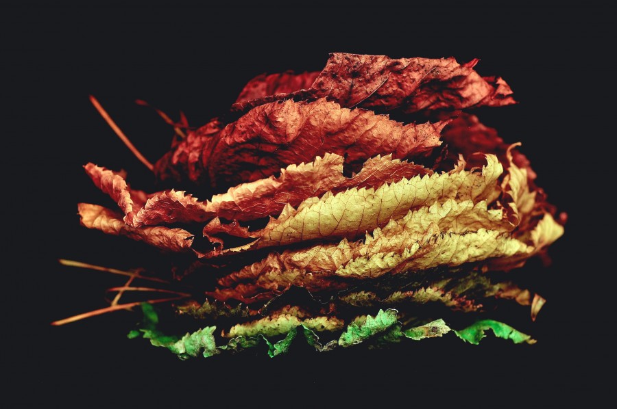 leaf, leaves, autumn, autumnal, colors, black background, station, dry,