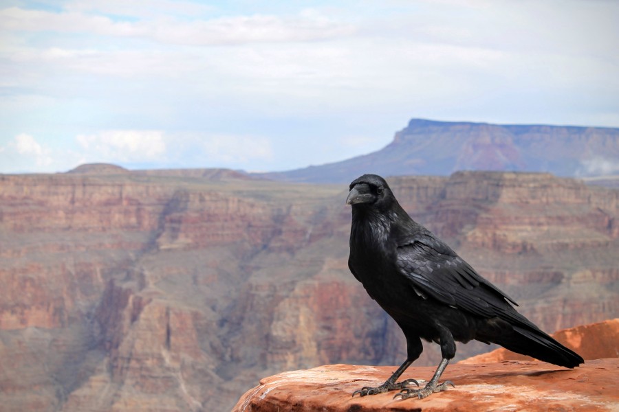 Bird, crow, black, close-up, robbery,