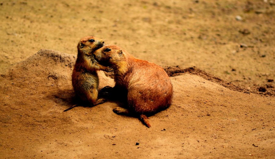 prairie dogs, friends, sweet, animals, animal world, parents, darling, cute, funny, friendship, good, nature, together, two, affection, brown, yellow, desert, prairie