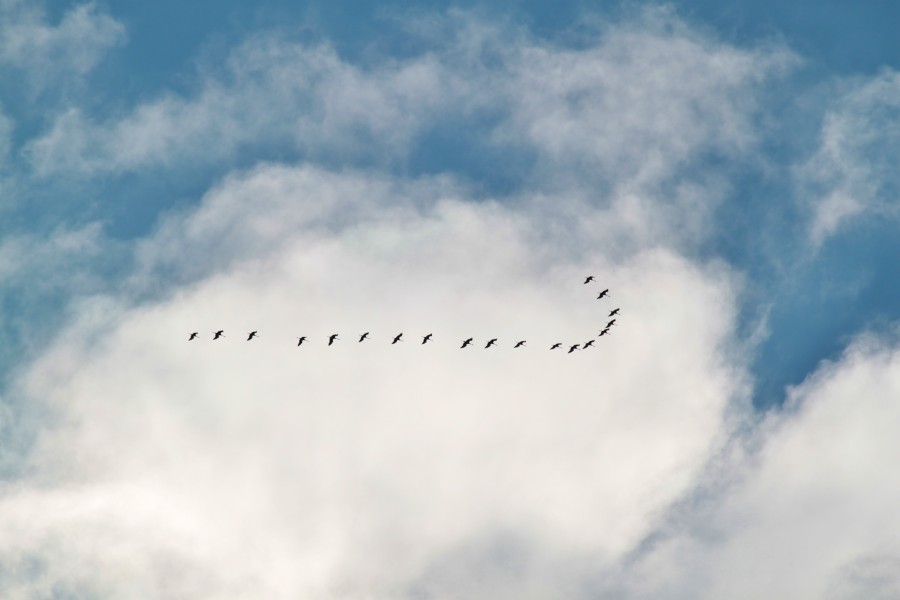 sky, cloudy, day, flock of birds, birds, flying, country, rural, long, many, weather, weather, storm, migration,